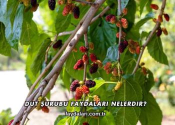 Dut Şurubu Faydaları Nelerdir?