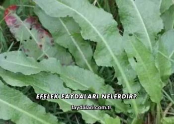 Efelek Faydaları Nelerdir?