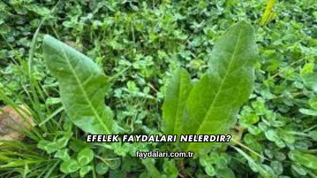 Efelek Faydaları Nelerdir?