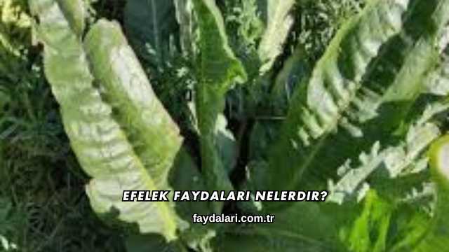Efelek Faydaları Nelerdir?
