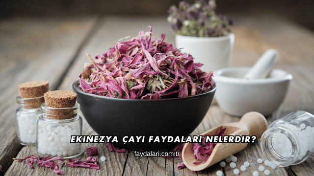 Ekinezya Çayı Faydaları Nelerdir?