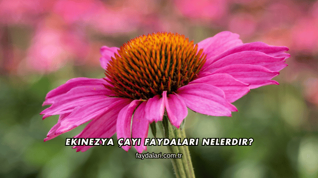 Ekinezya Çayı Faydaları Nelerdir?