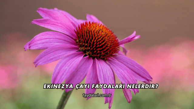 Ekinezya Çayı Faydaları Nelerdir?