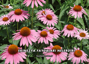 Ekinezya Faydaları Nelerdir?