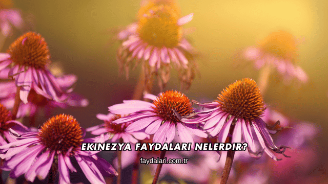 Ekinezya Faydaları Nelerdir?