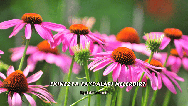 Ekinezya Faydaları Nelerdir?