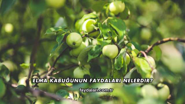 Elma Kabuğunun Faydaları Nelerdir?