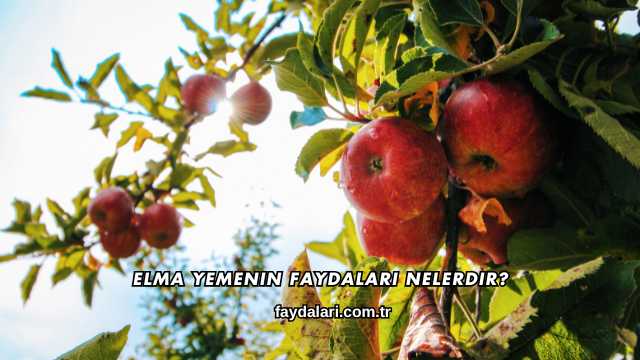 Elma Yemenin Faydaları Nelerdir?