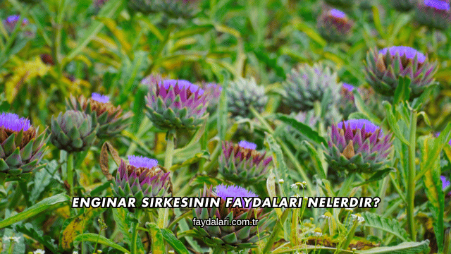 Enginar Sirkesinin Faydaları Nelerdir?