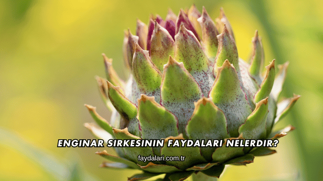 Enginar Sirkesinin Faydaları Nelerdir?