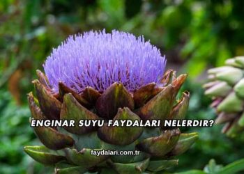 Enginar Suyu Faydaları Nelerdir?