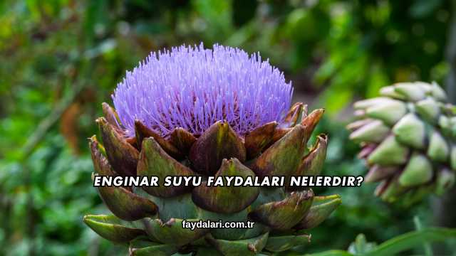 Enginar Suyu Faydaları Nelerdir?