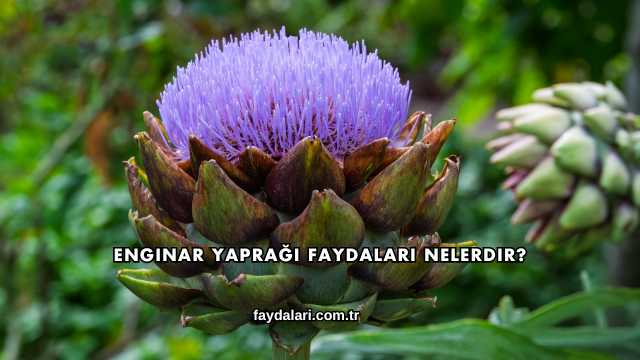 Enginar Yaprağı Faydaları Nelerdir?