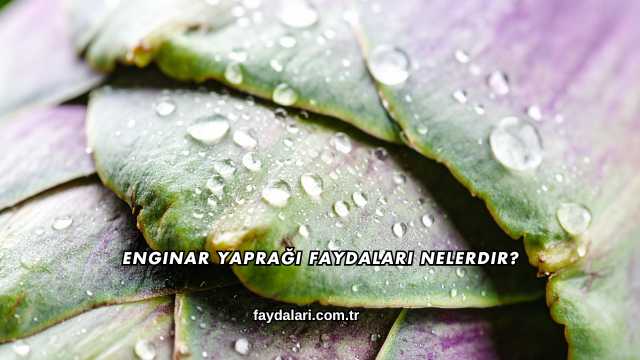 Enginar Yaprağı Faydaları Nelerdir?