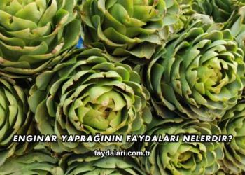 Enginar Yaprağının Faydaları Nelerdir?