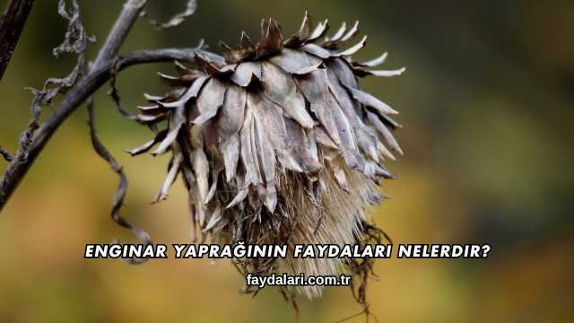 Enginar Yaprağının Faydaları Nelerdir?