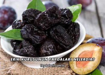 Erik Kurusunun Faydaları Nelerdir?