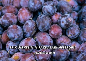 Erik Sirkesinin Faydaları Nelerdir