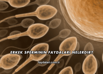 Erkek Sperminin Faydaları Nelerdir?