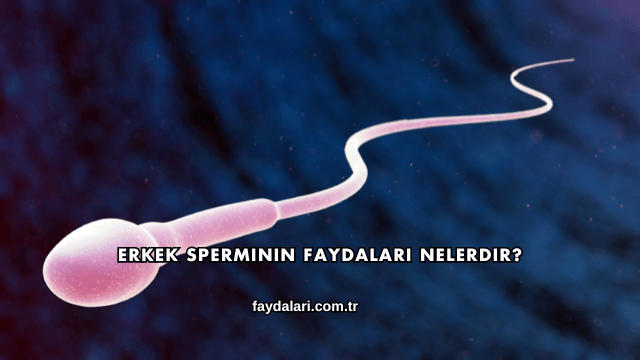 Erkek Sperminin Faydaları Nelerdir?
