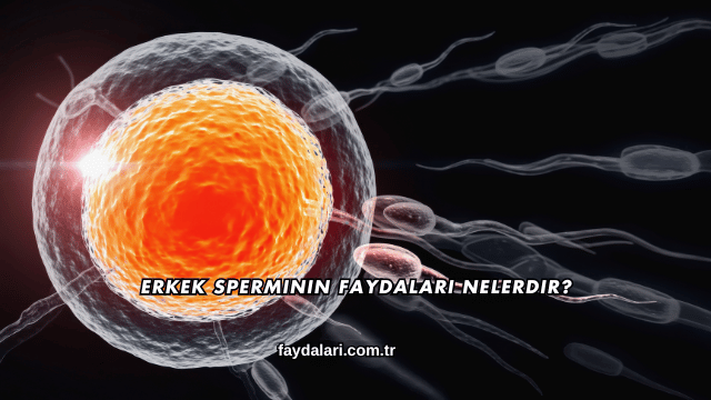 Erkek Sperminin Faydaları Nelerdir?