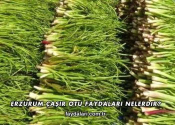 Erzurum Çaşır Otu Faydaları Nelerdir?