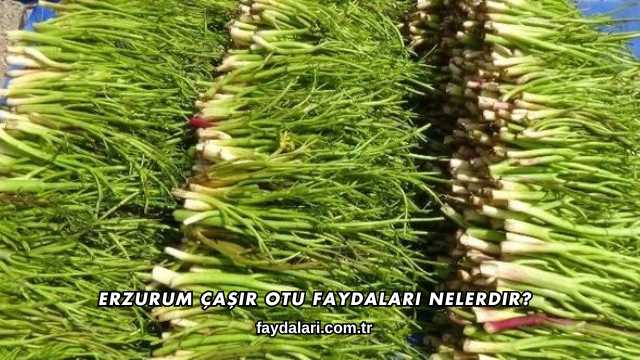 Erzurum Çaşır Otu Faydaları Nelerdir?
