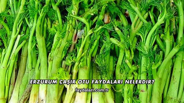 Erzurum Çaşır Otu Faydaları Nelerdir?