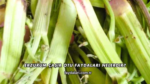 Erzurum Çaşır Otu Faydaları Nelerdir?