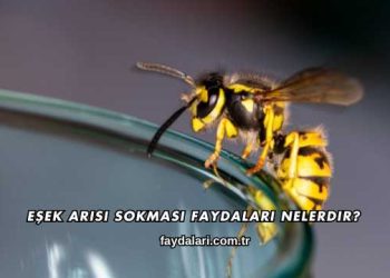 Eşek Arısı Sokması Faydaları Nelerdir?