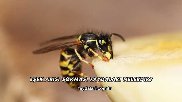Eşek Arısı Sokması Faydaları Nelerdir?