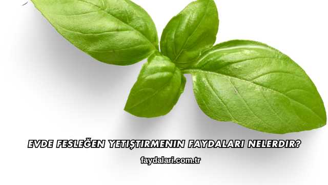 Evde Fesleğen Yetiştirmenin Faydaları Nelerdir?