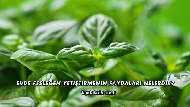 Evde Fesleğen Yetiştirmenin Faydaları Nelerdir?