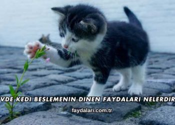 Evde Kedi Beslemenin Dinen Faydaları Nelerdir?