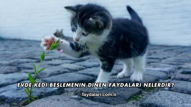 Evde Kedi Beslemenin Dinen Faydaları Nelerdir?