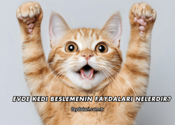 Evde Kedi Beslemenin Faydaları Nelerdir?