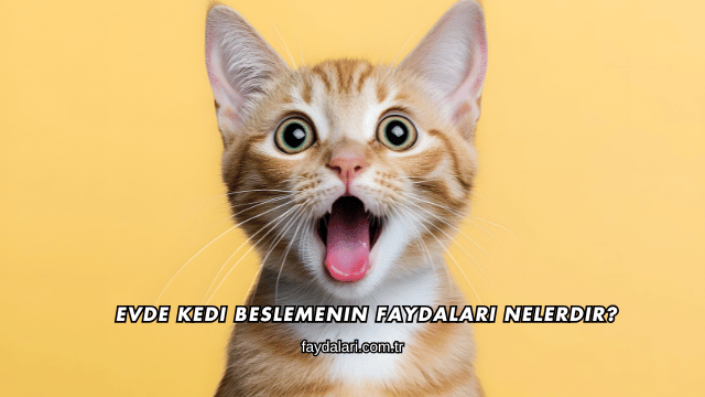 Evde Kedi Beslemenin Faydaları Nelerdir?