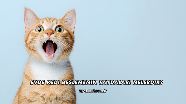 Evde Kedi Beslemenin Faydaları Nelerdir?