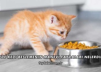 Evde Kedi Beslemenin Manevi Faydaları Nelerdir?