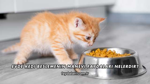 Evde Kedi Beslemenin Manevi Faydaları Nelerdir?