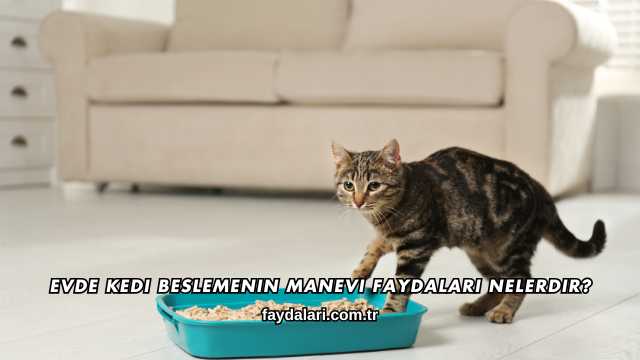Evde Kedi Beslemenin Manevi Faydaları Nelerdir?
