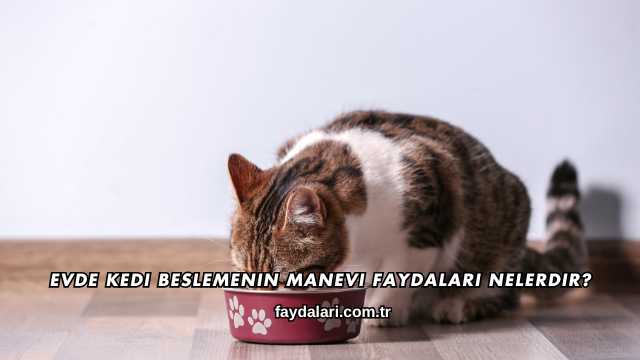 Evde Kedi Beslemenin Manevi Faydaları Nelerdir?