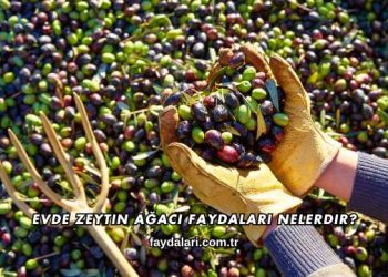 Evde Zeytin Ağacı Faydaları Nelerdir?