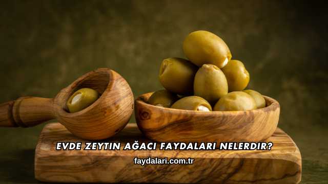 Evde Zeytin Ağacı Faydaları Nelerdir?