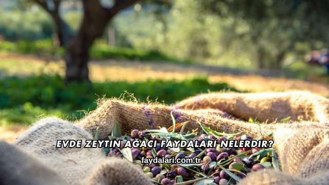 Evde Zeytin Ağacı Faydaları Nelerdir?