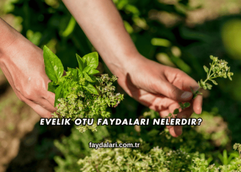 Evelik Otu Faydaları Nelerdir?