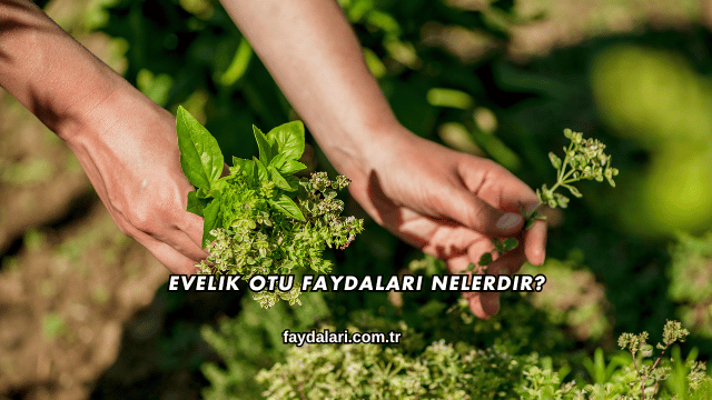 Evelik Otu Faydaları Nelerdir?