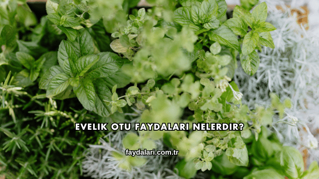 Evelik Otu Faydaları Nelerdir?