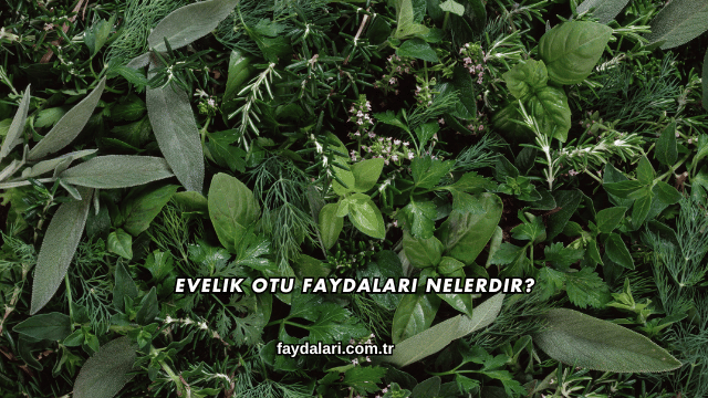 Evelik Otu Faydaları Nelerdir?