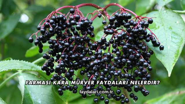 Farmasi Kara Mürver Faydaları Nelerdir?